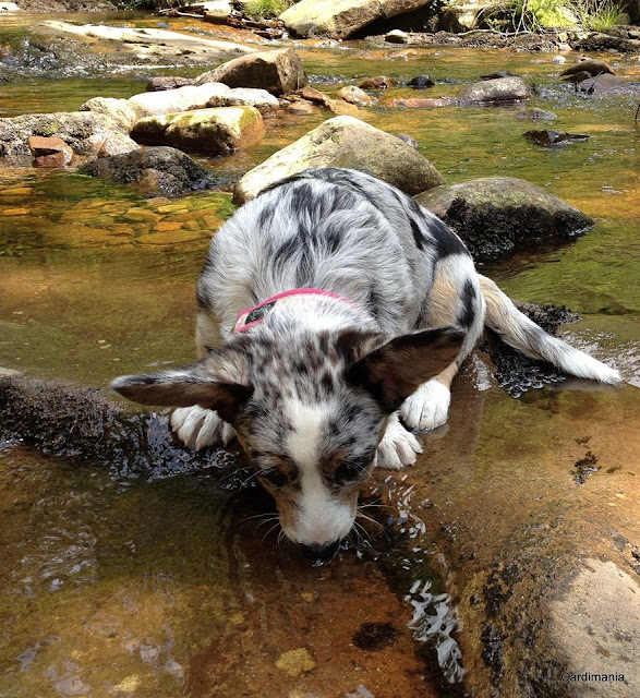 jak przygotować psa do wyjazdu w góry, góry z psem, podróże z psem